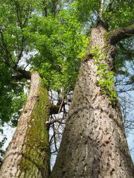 Коломия з panoramio.com