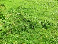 Малий Вистороп з panoramio.com