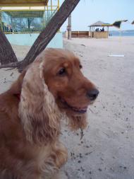 Корсунці з panoramio.com