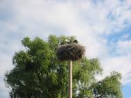 Вища Дубечня з panoramio.com