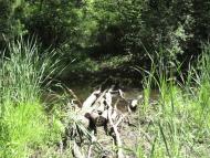 Потоки з panoramio.com