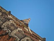 Соломоново з panoramio.com (ч.2)