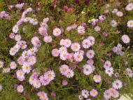 Бережани з panoramio.com