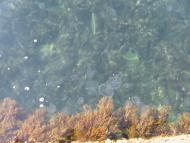 Семидвір'я з panoramio.com