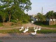 Бубнівська Слобідка з panoramio.com