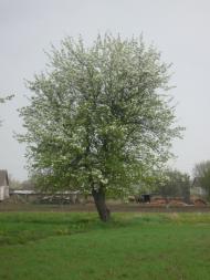 Щербини з panoramio.com