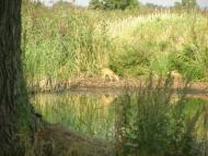 Косачівка з panoramio.com