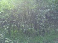 Петрове з panoramio.com