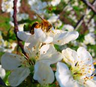 Придніпровське з panoramio.com