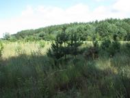 Жовтневе з panoramio.com