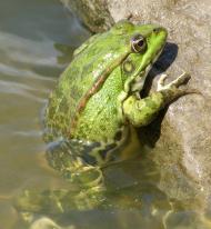 Старий Айдар з panoramio.com