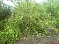Нижче Солоне з panoramio.com