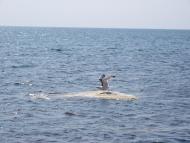 Щебетовка з panoramio.com (ч.2)