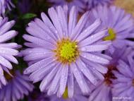 Звози з panoramio.com