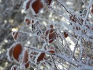 Коломия з panoramio.com