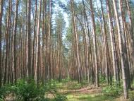 Бовкун з panoramio.com