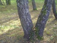 Петрове з panoramio.com
