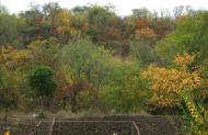 Широка Дача з panoramio.com