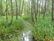 Землянка - Останні фото