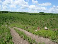 Новоукраїнка з panoramio.com