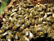 Майорщина з panoramio.com