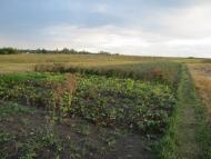 Горностаївка з panoramio.com