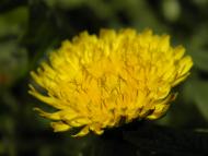 Новооріхівка з panoramio.com