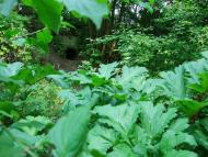 Тараканівський форт