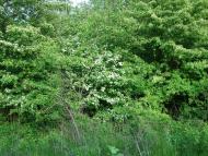 Тараканівський форт