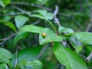 Тараканівський форт