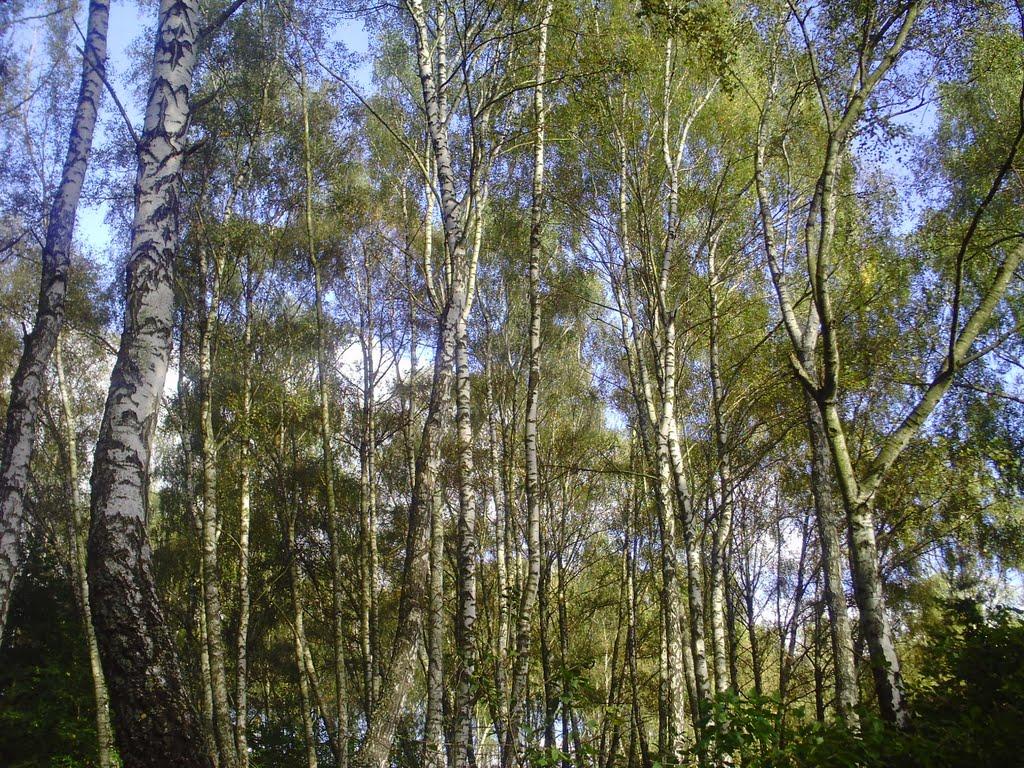 Петрове з panoramio.com - Петрово