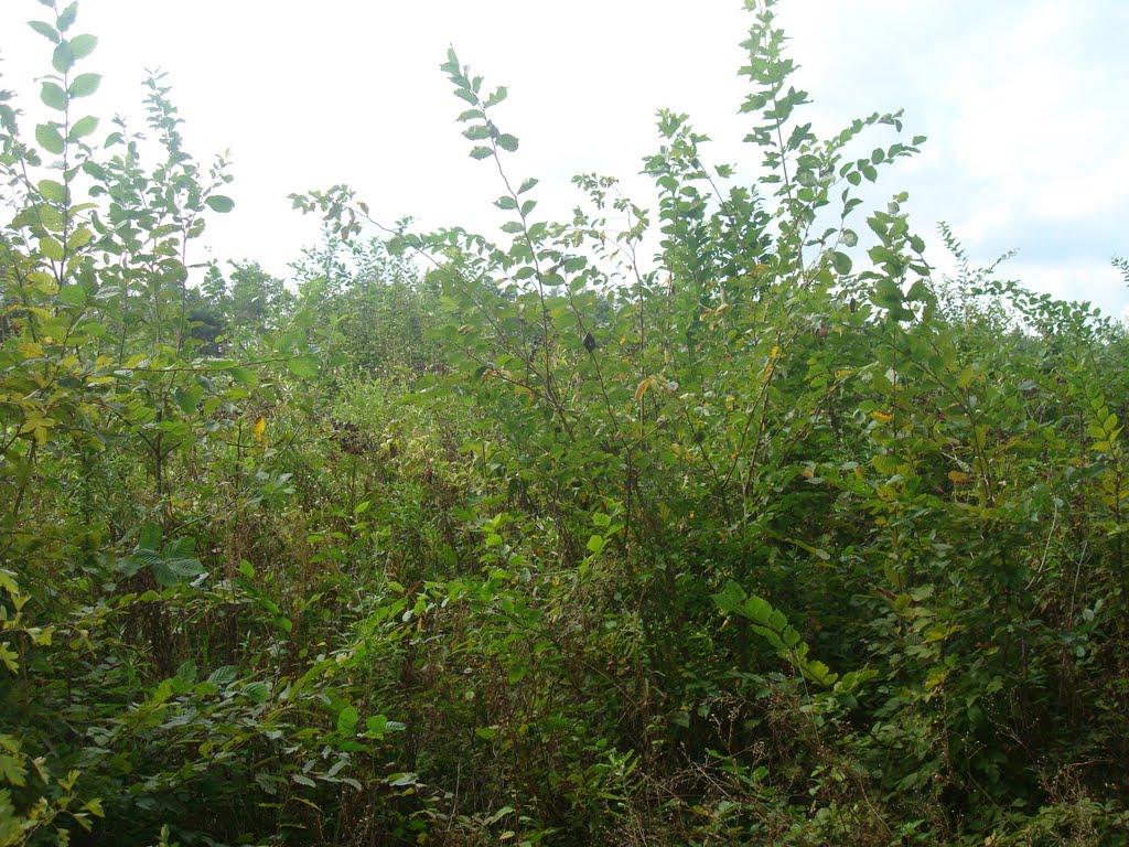 Ставчани з panoramio.com - Ставчани