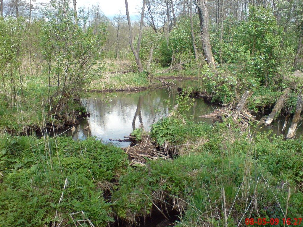 Кушкине з panoramio.com - Кушкино