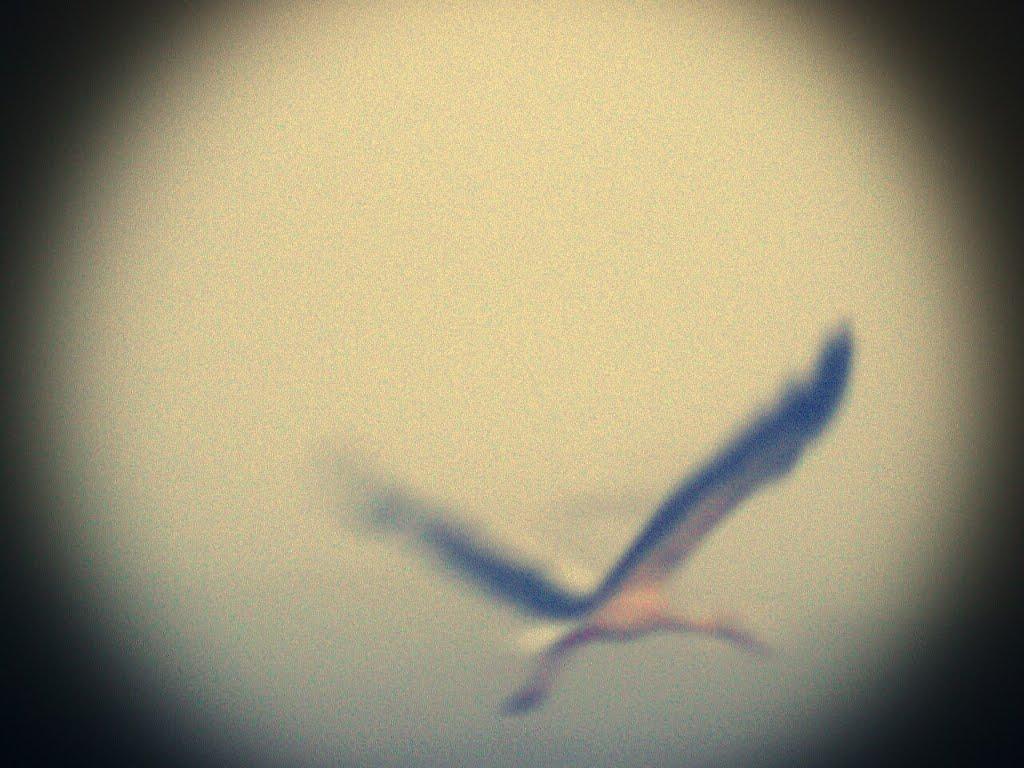 Косачівка з panoramio.com - Косачівка