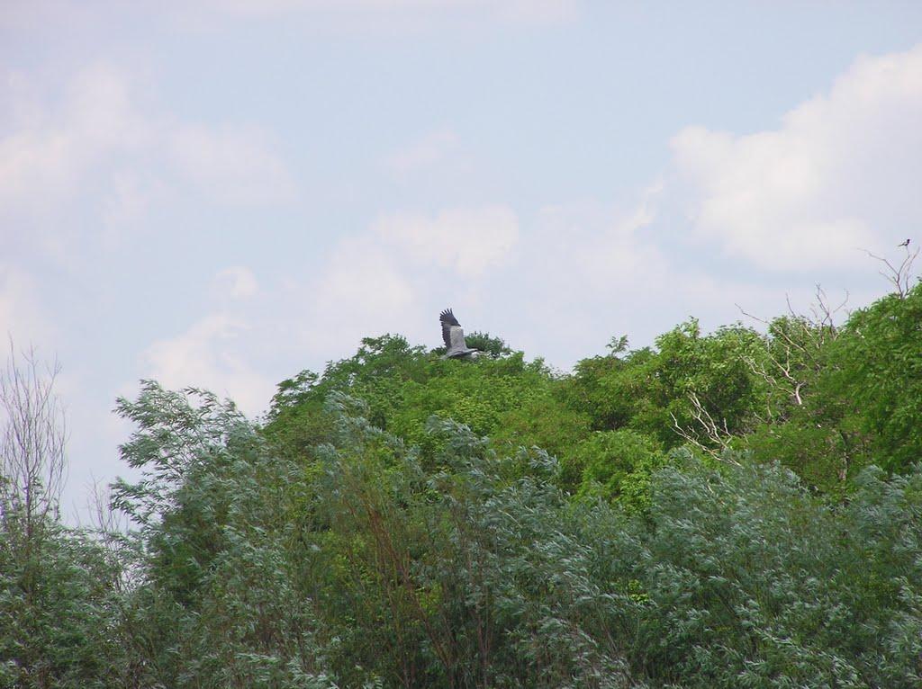 Манилівка з panoramio.com - Манилівка