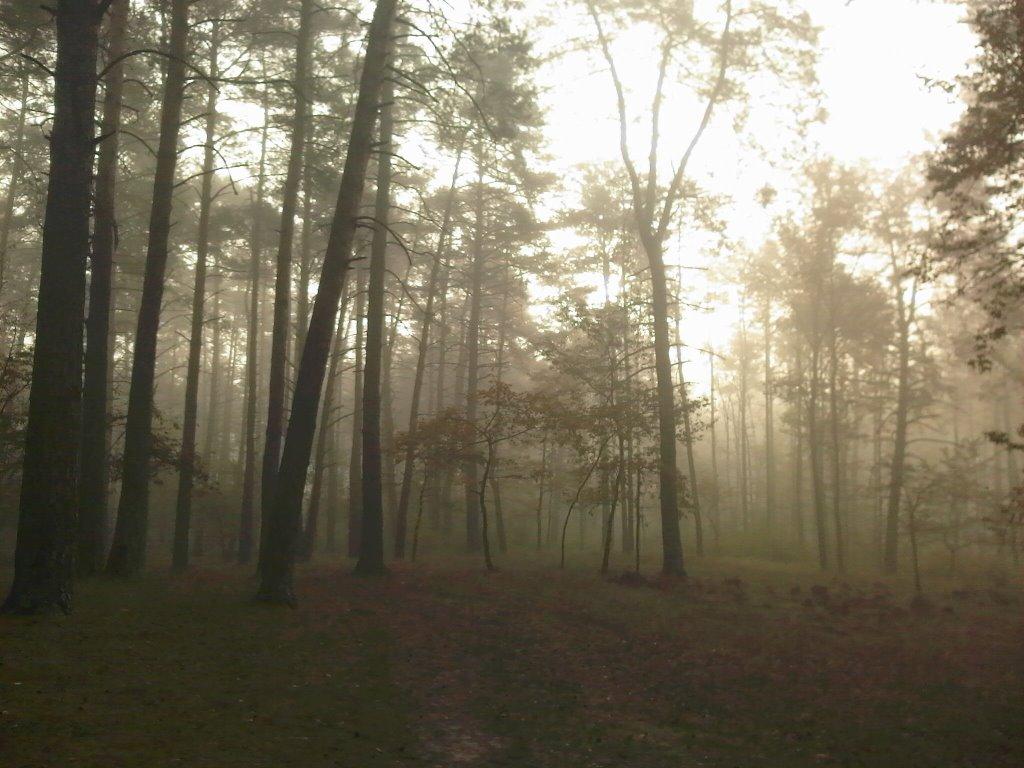 Гнідин з panoramio.com (ч.3) - Gnidyn