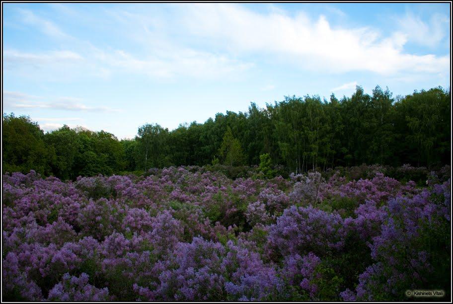 Диканька з panoramio.com - Dikanka