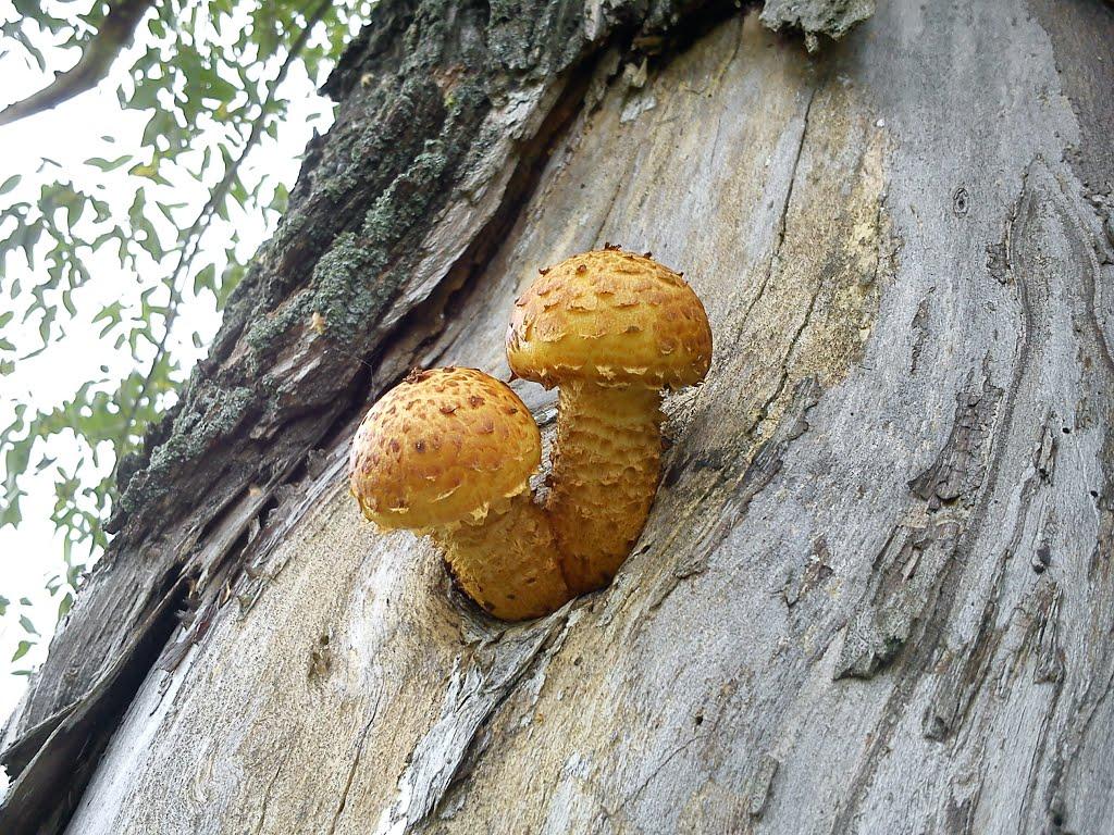 Шевченкове з panoramio.com - Шевченкове