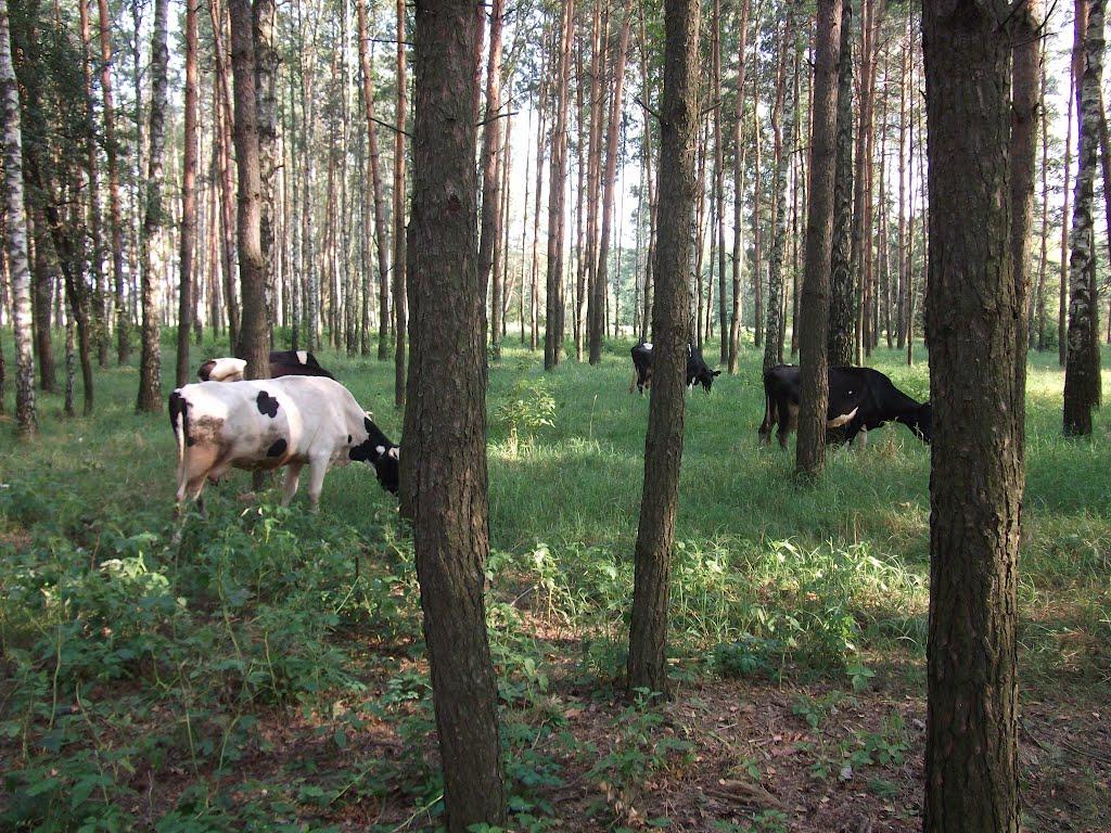 Малин з panoramio.com - Малин