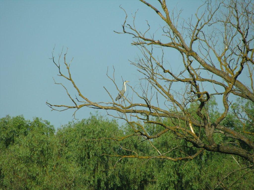 Хотянівка з panoramio.com - Хотянівка