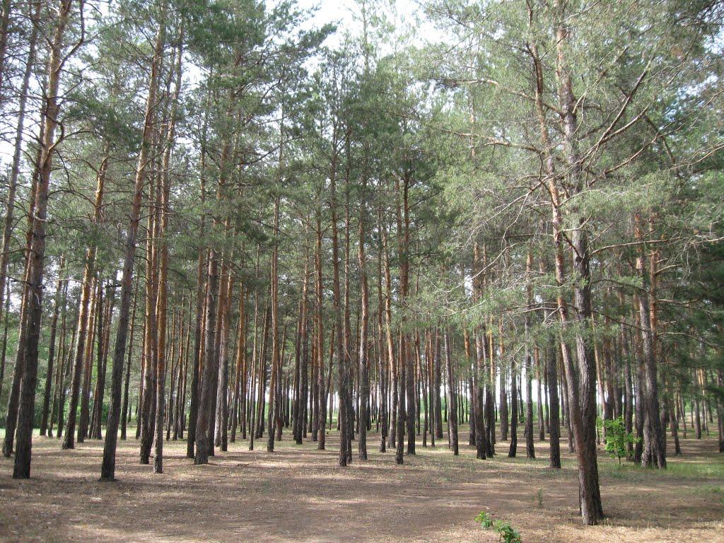 Брусівка з panoramio.com - Брусівка