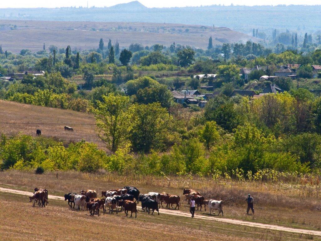 Новозванівка з panoramio.com - Novozvanivka