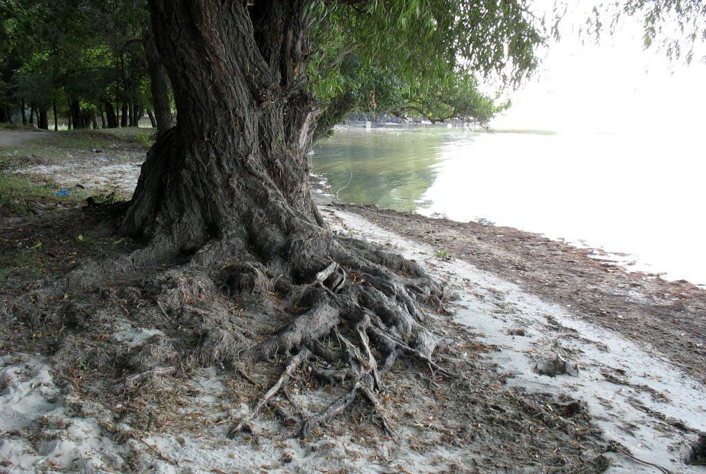 Малокаховка з panoramio.com - Малокаховка