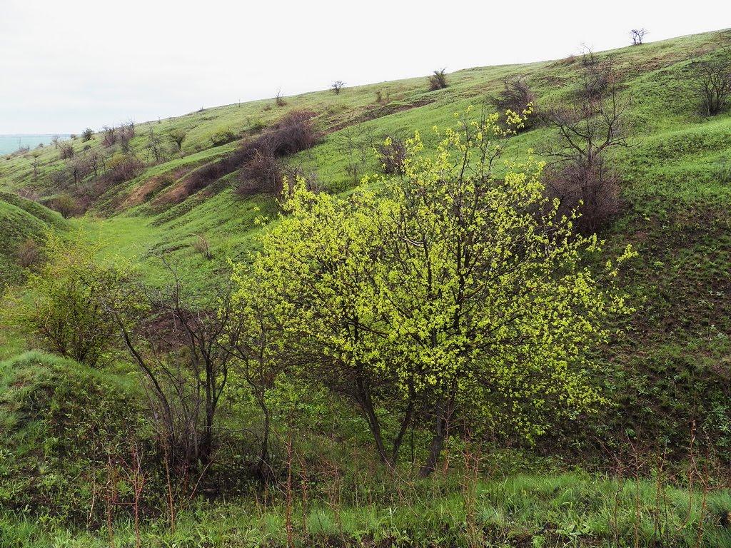 Ольховатка з panoramio.com - Ольховатка