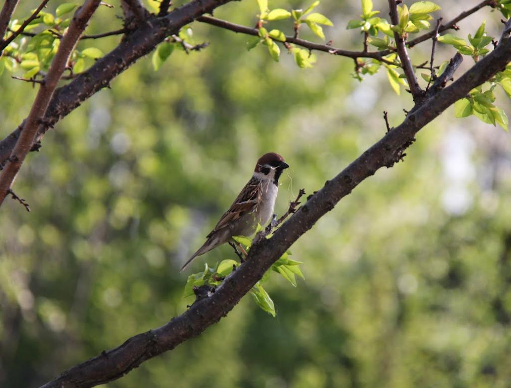 Масківці з panoramio.com - Масківці