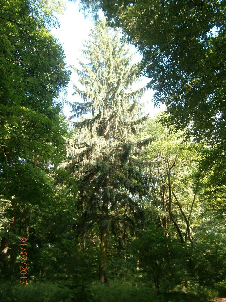 Розділ з panoramio.com - Розділ