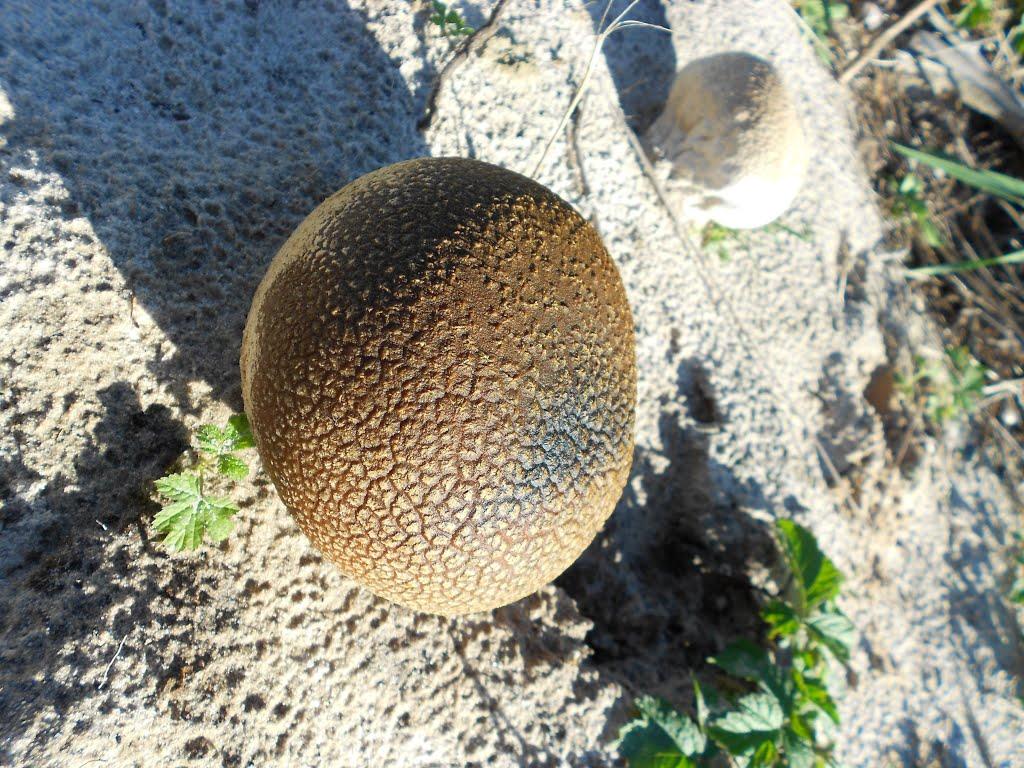 Михайлівка з panoramio.com - Михайловка