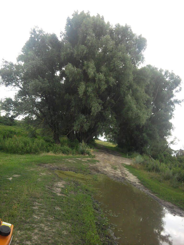 Терехівка з panoramio.com - Терехівка