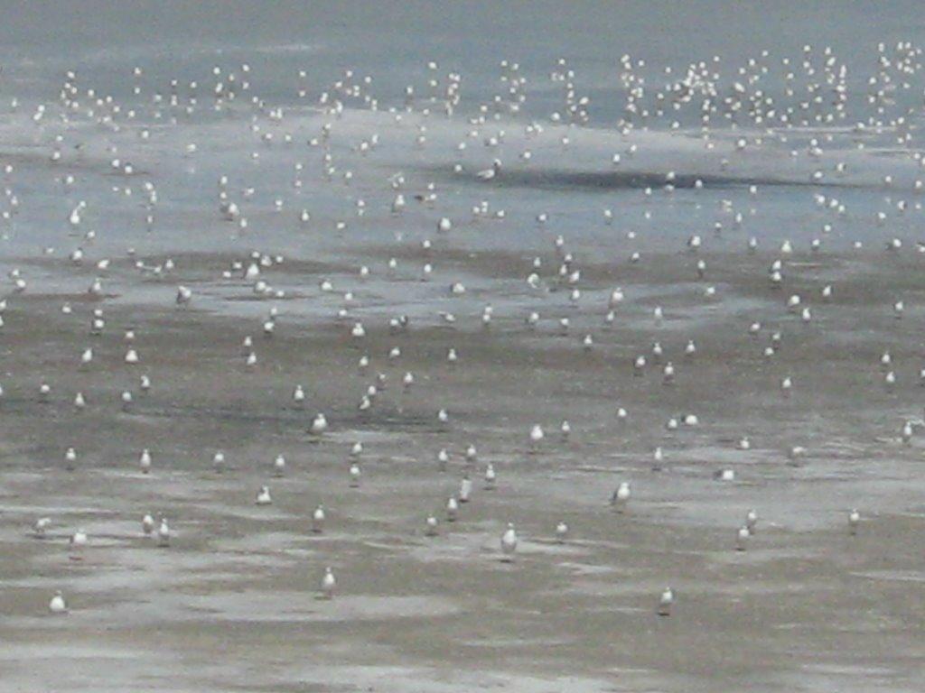 Завітне з panoramio.com - Завітне