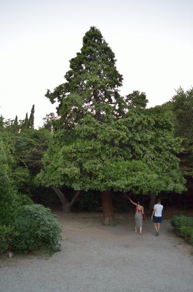 Алупка з panoramio.com (ч.3) - Алупка